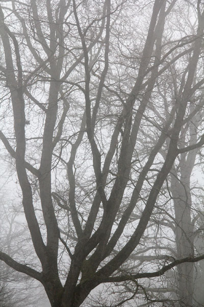 Februar 2011 – Nebelbaum