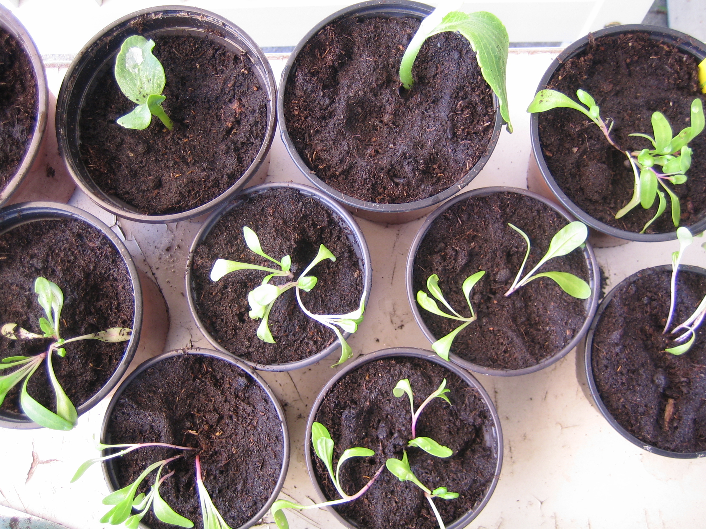 my urban farming – growing from seeds