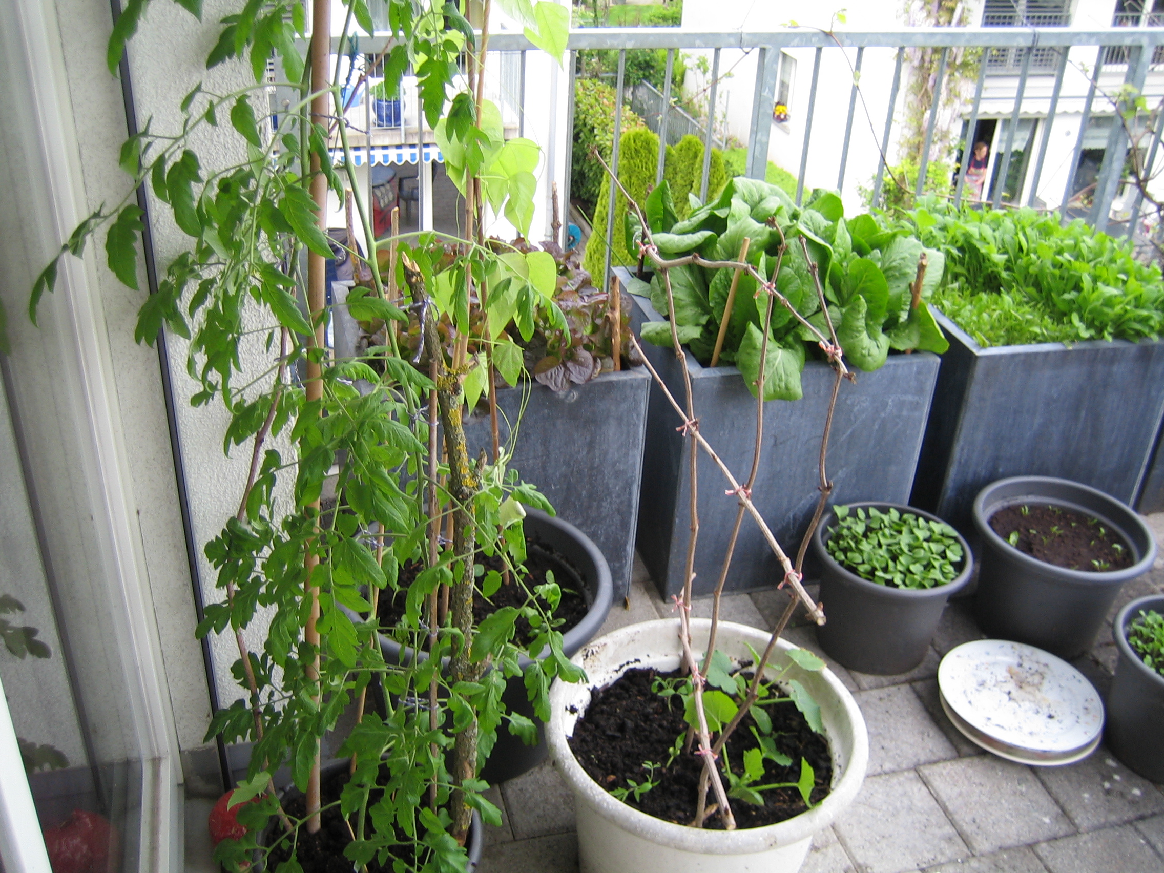 my urban farming – hope for no frost