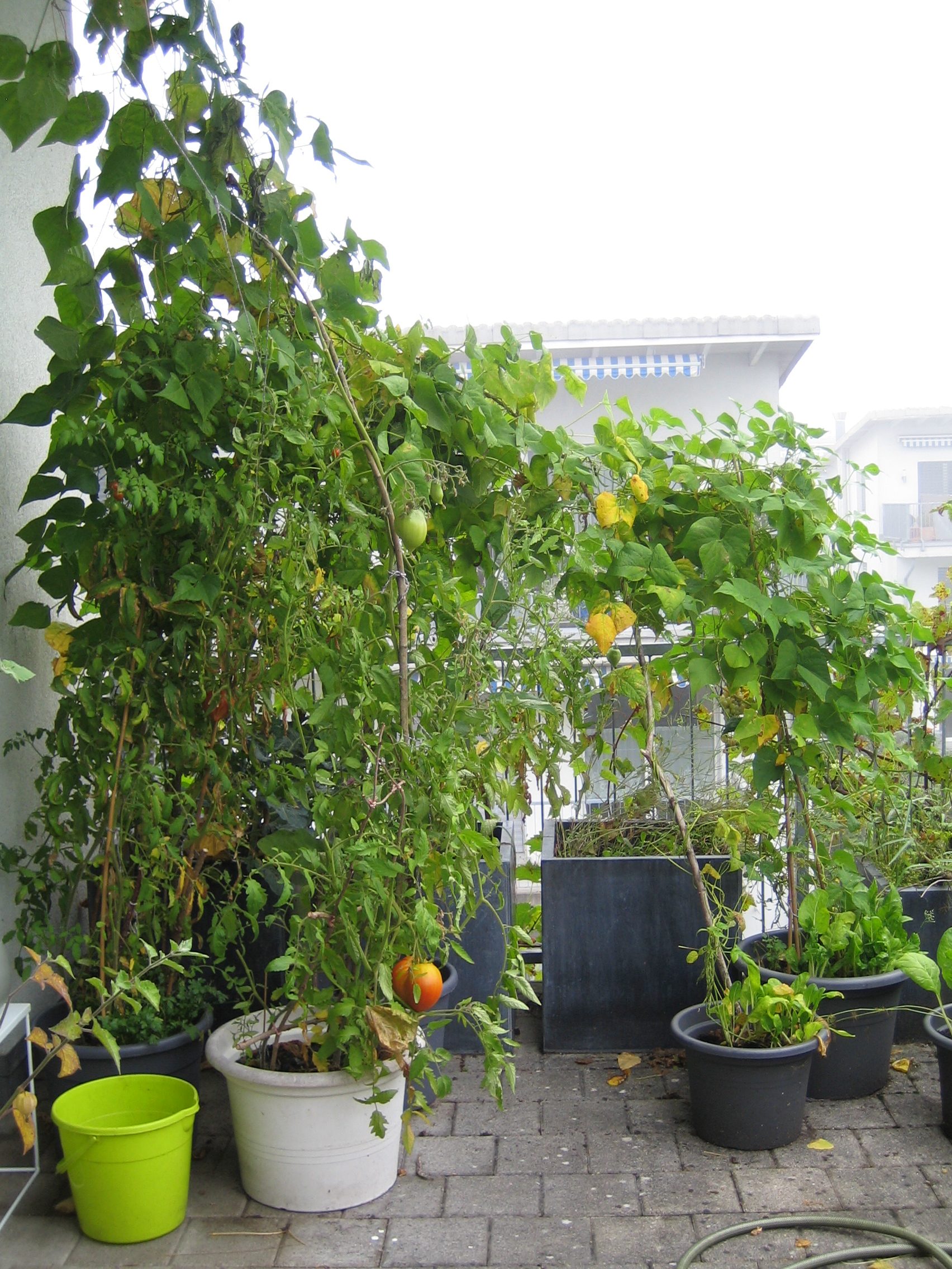my urban farming – Herbst