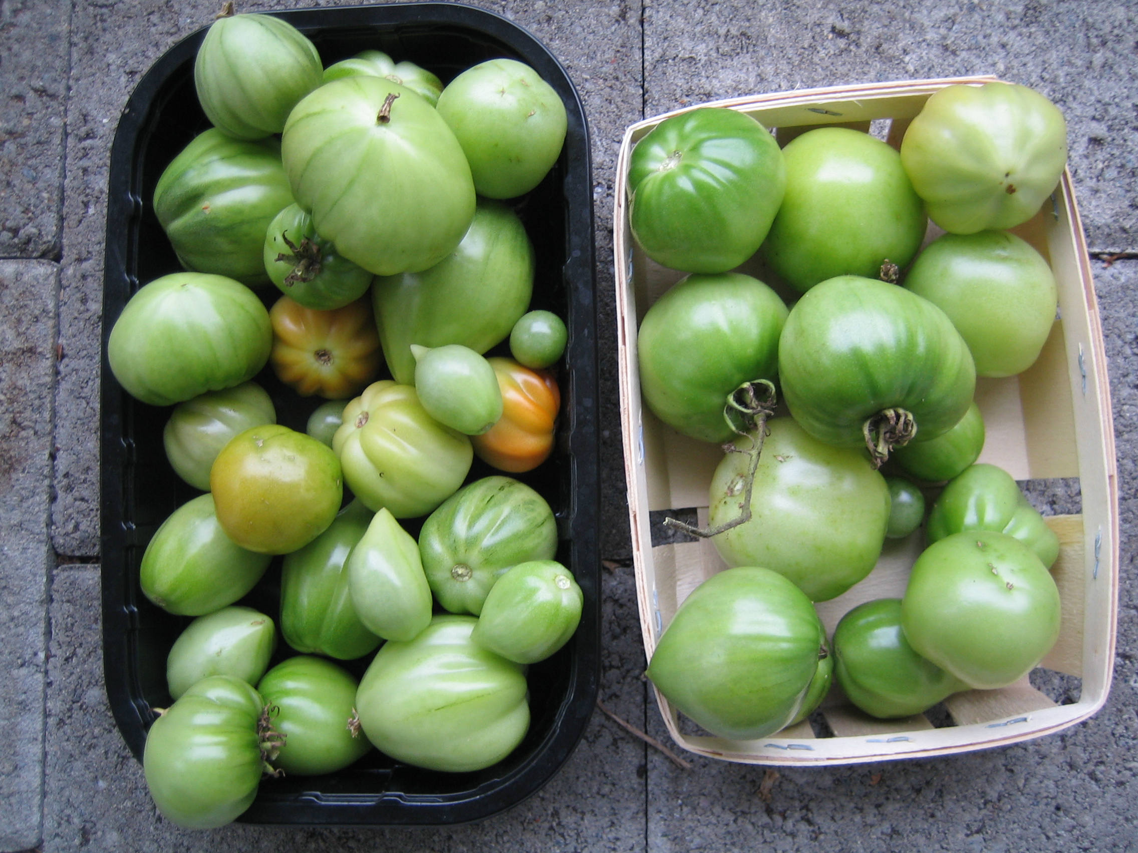 my urban farming – Tomatenherbst