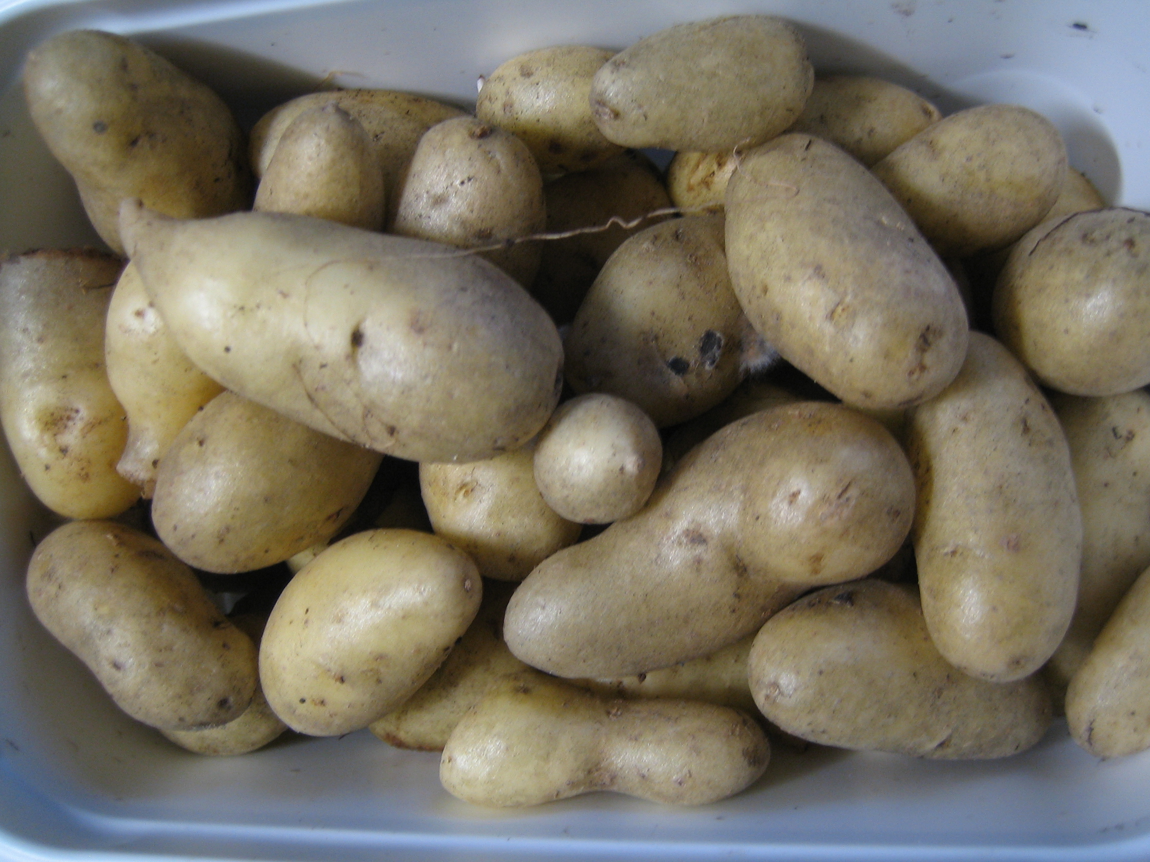my urban farming – Bauern und Kartoffeln