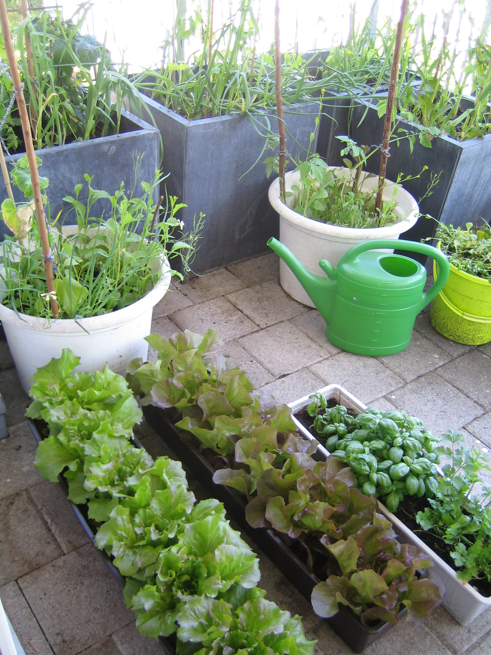 my urban farming – Mondkalender im Garten