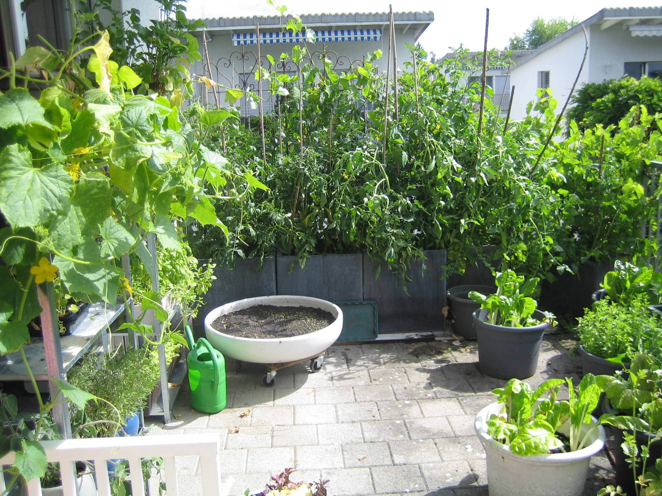 my urban farming – jungle tomatoes againmy urban farming – wieder Dschungeltomaten