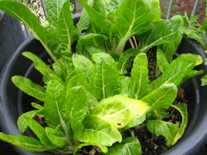 my urban farming – chard is looking forward to its new bed
