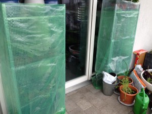 my urban farming – green house double safemy urban farming – Treibhaus doppelt gemoppelt