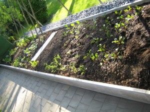 my urban farming – finally plants!