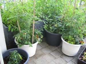 my urban farming – forrest of tomatoes