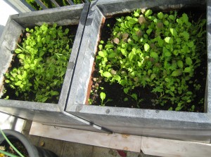 my urban farming – winter salad grows