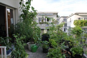 my urban farming – green green green