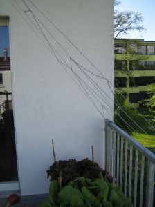 my urban farming – spider web for beans
