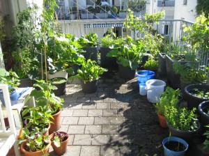 my urban farming – harvest starts
