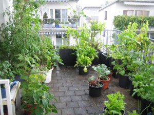 my urban farming – jungle
