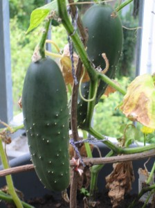 my urban farming – time of the cucumber