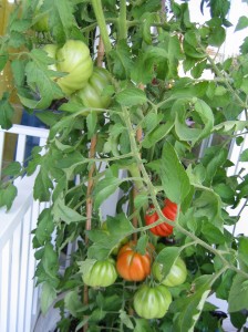 my urban farming – yeah tomatoes!