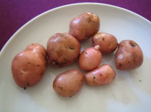my urban farming – potatoes