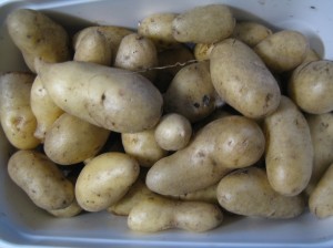 my urban farming – farmers and potatoes