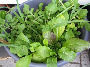 my urban farming – finally salad :-)