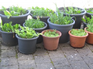 my urban farming – where was spring?