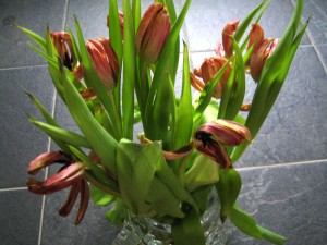 dry tulips
